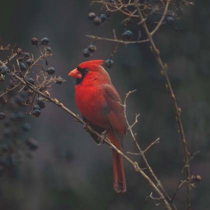 A red cardinal perched on a branch